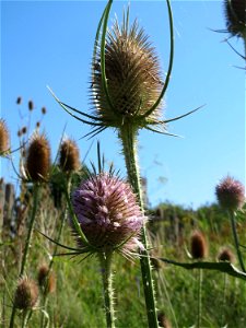 Wilde Karde (Dipsacus fullonum) in den Sankt Arnual Wiesen gegenüber vom Osthafen Saarbrücken (Außerhalb vom NSG)