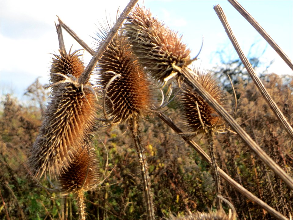 Wilde Karde (Dipsacus fullonum) gegenüber vom Osthafen in in Saarbrücken