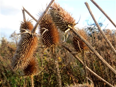Wilde Karde (Dipsacus fullonum) gegenüber vom Osthafen in in Saarbrücken