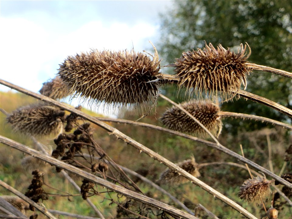 Wilde Karde (Dipsacus fullonum) gegenüber vom Osthafen in in Saarbrücken
