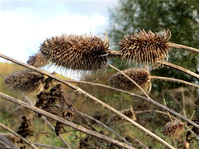Wilde Karde (Dipsacus fullonum) gegenüber vom Osthafen in in Saarbrücken