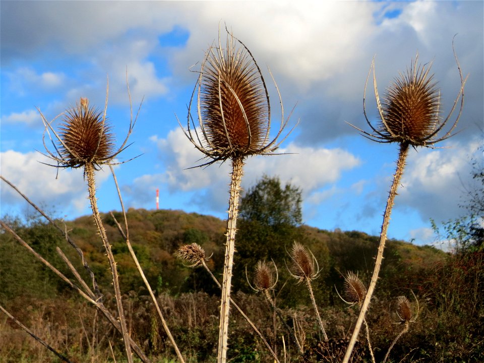 Wilde Karde (Dipsacus fullonum) gegenüber vom Osthafen in in Saarbrücken