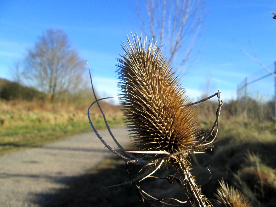 Wilde Karde (Dipsacus fullonum) am Osthafen Saarbrücken