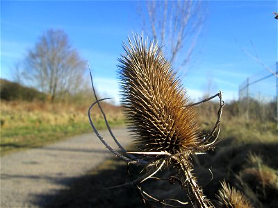 Wilde Karde (Dipsacus fullonum) am Osthafen Saarbrücken