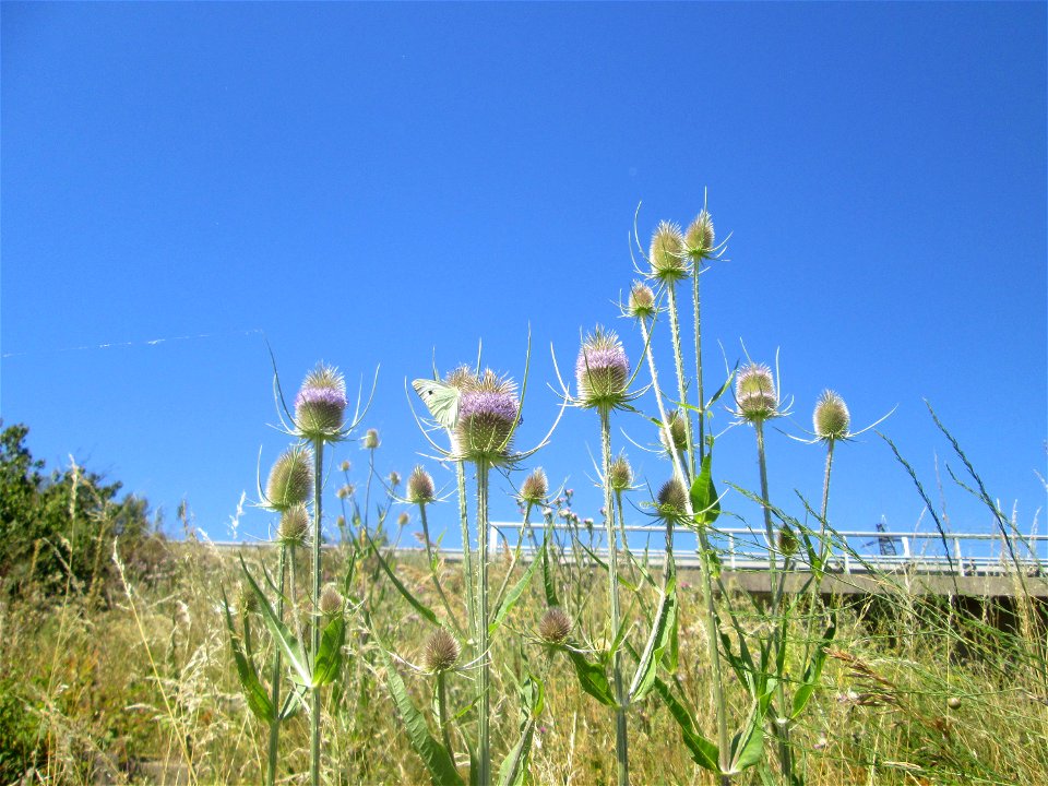 Wilde Karde (Dipsacus fullonum) an der Böschung der A61 im Landschaftsschutzgebiet „Hockenheimer Rheinbogen“