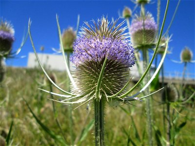 Wilde Karde (Dipsacus fullonum) an der Böschung der A61 im Landschaftsschutzgebiet „Hockenheimer Rheinbogen“