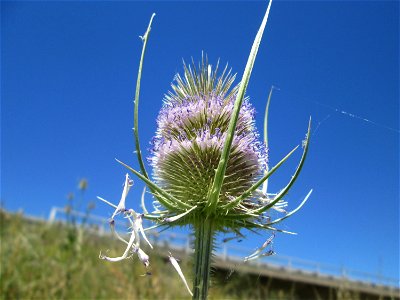 Wilde Karde (Dipsacus fullonum) an der Böschung der A61 im Landschaftsschutzgebiet „Hockenheimer Rheinbogen“