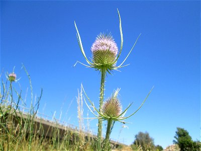 Wilde Karde (Dipsacus fullonum) an der Böschung der A61 im Landschaftsschutzgebiet „Hockenheimer Rheinbogen“