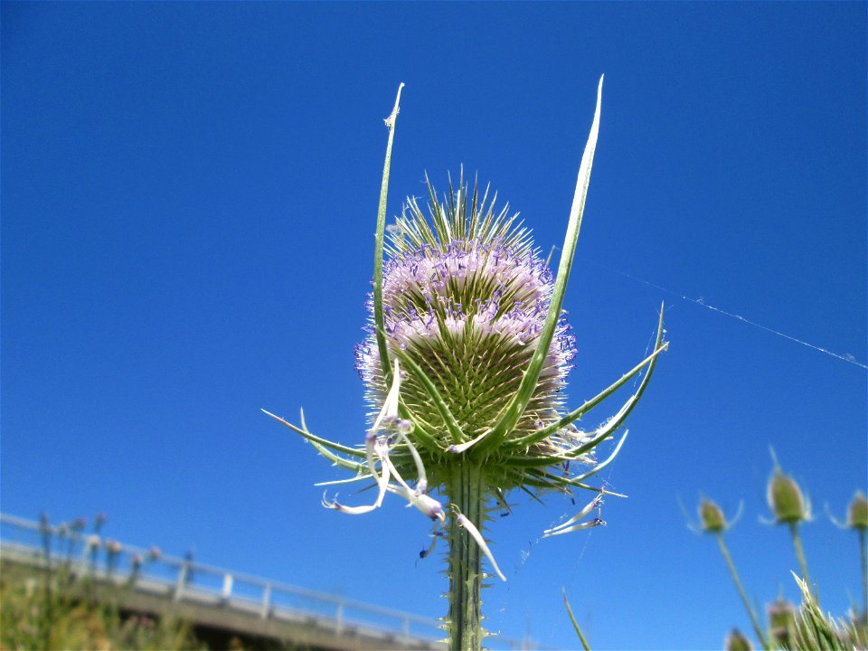 Wilde Karde (Dipsacus fullonum) an der Böschung der A61 im Landschaftsschutzgebiet „Hockenheimer Rheinbogen“