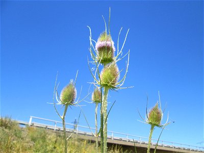 Wilde Karde (Dipsacus fullonum) an der Böschung der A61 im Landschaftsschutzgebiet „Hockenheimer Rheinbogen“