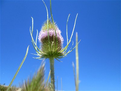 Wilde Karde (Dipsacus fullonum) an der Böschung der A61 im Landschaftsschutzgebiet „Hockenheimer Rheinbogen“