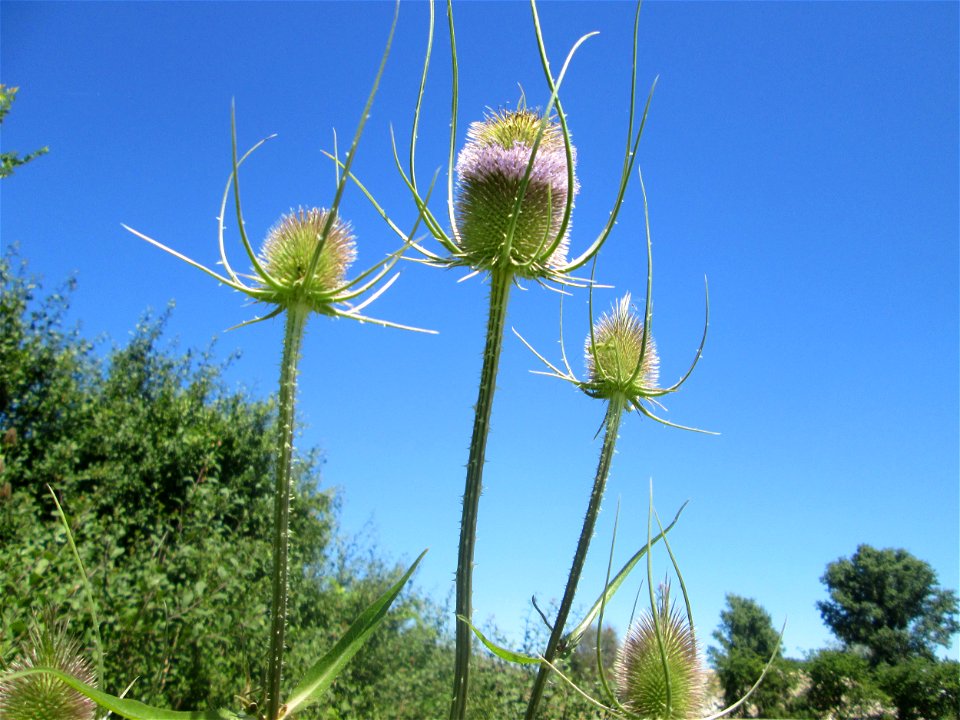 Wilde Karde (Dipsacus fullonum) an der Böschung der A61 im Landschaftsschutzgebiet „Hockenheimer Rheinbogen“