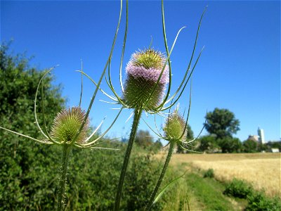 Wilde Karde (Dipsacus fullonum) an der Böschung der A61 im Landschaftsschutzgebiet „Hockenheimer Rheinbogen“