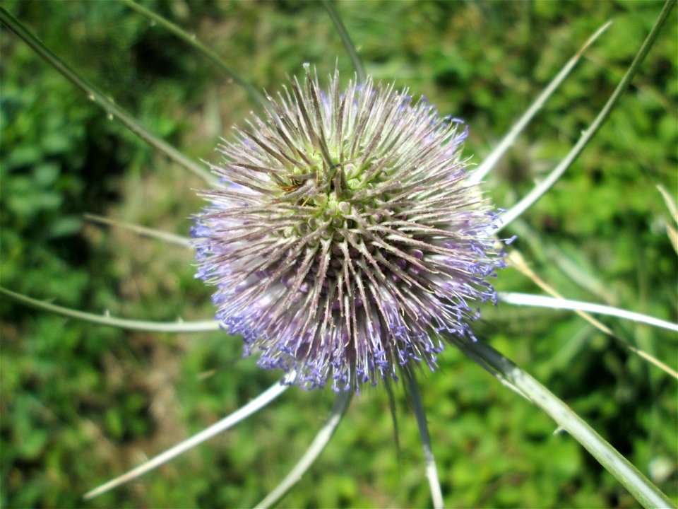 Wilde Karde (Dipsacus fullonum) an der Böschung der A61 im Landschaftsschutzgebiet „Hockenheimer Rheinbogen“
