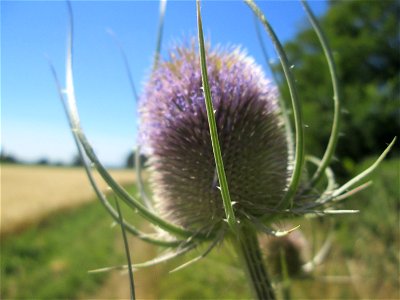 Wilde Karde (Dipsacus fullonum) an der Böschung der A61 im Landschaftsschutzgebiet „Hockenheimer Rheinbogen“