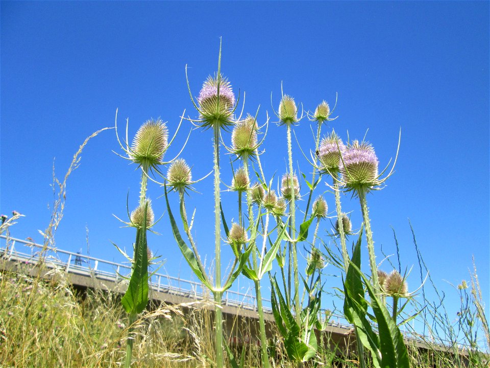 Wilde Karde (Dipsacus fullonum) an der Böschung der A61 im Landschaftsschutzgebiet „Hockenheimer Rheinbogen“
