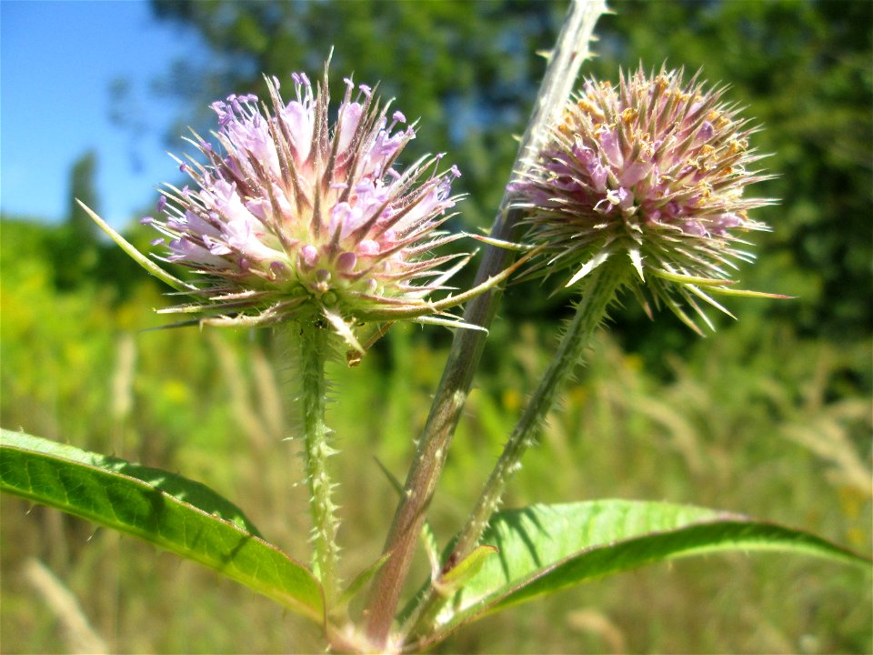 Wilde Karde (Dipsacus fullonum) im Naturschutzgebiet „St. Arnualer Wiesen“