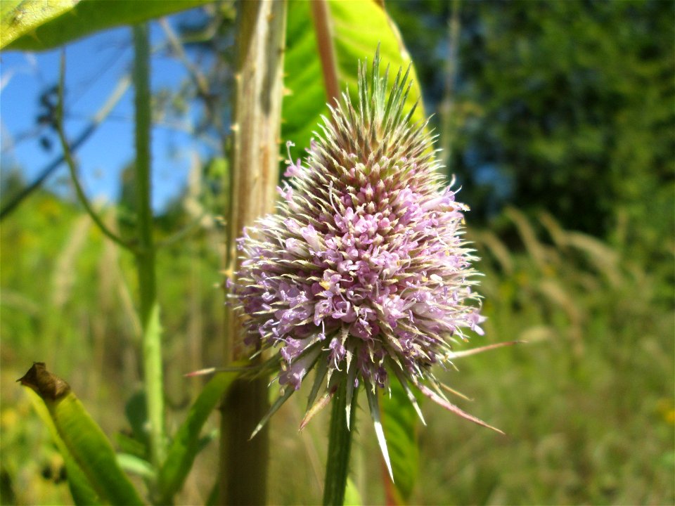 Wilde Karde (Dipsacus fullonum) im Naturschutzgebiet „St. Arnualer Wiesen“