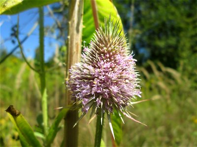Wilde Karde (Dipsacus fullonum) im Naturschutzgebiet „St. Arnualer Wiesen“