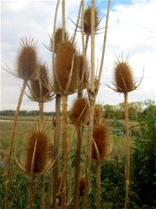 Wilde Karde (Dipsacus fullonum) im Naturschutzgebiet Wagbachniederung