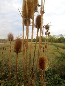 Wilde Karde (Dipsacus fullonum) im Naturschutzgebiet Wagbachniederung