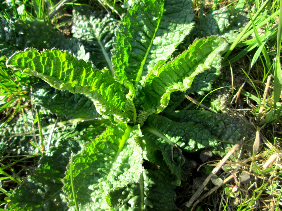 Grundblätter der Wilden Karde (Dipsacus fullonum) am Osthafen Saarbrücken