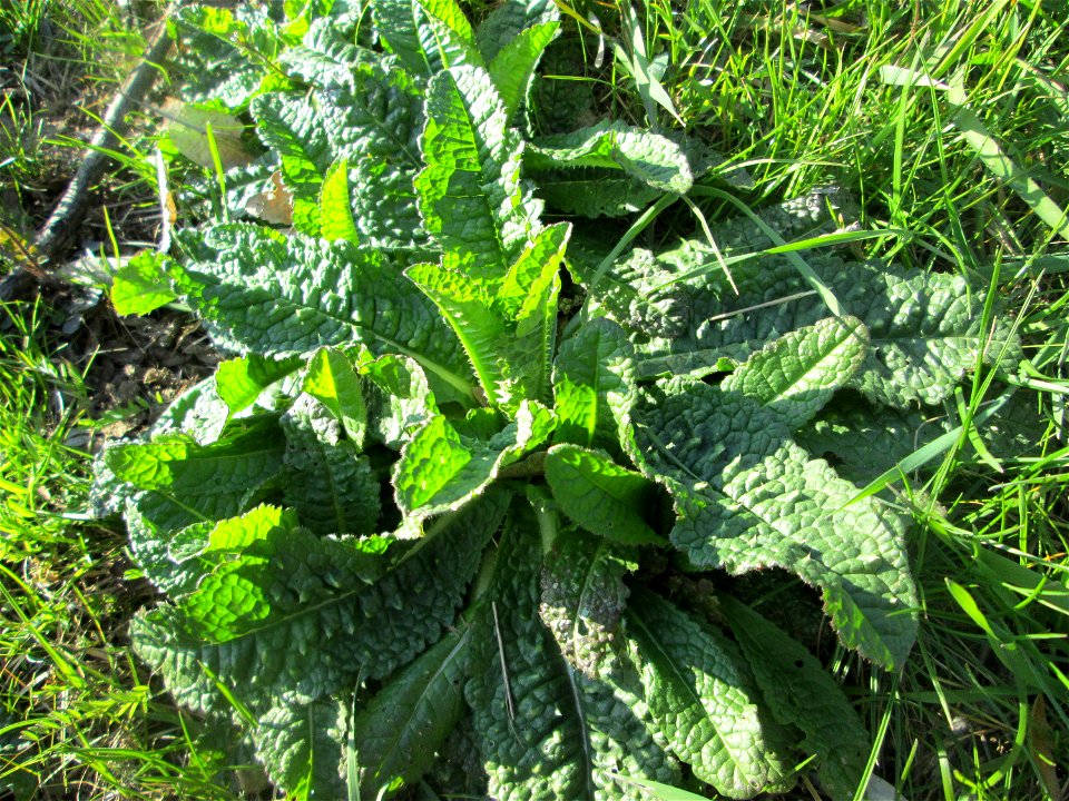 Grundblätter der Wilden Karde (Dipsacus fullonum) am Osthafen Saarbrücken