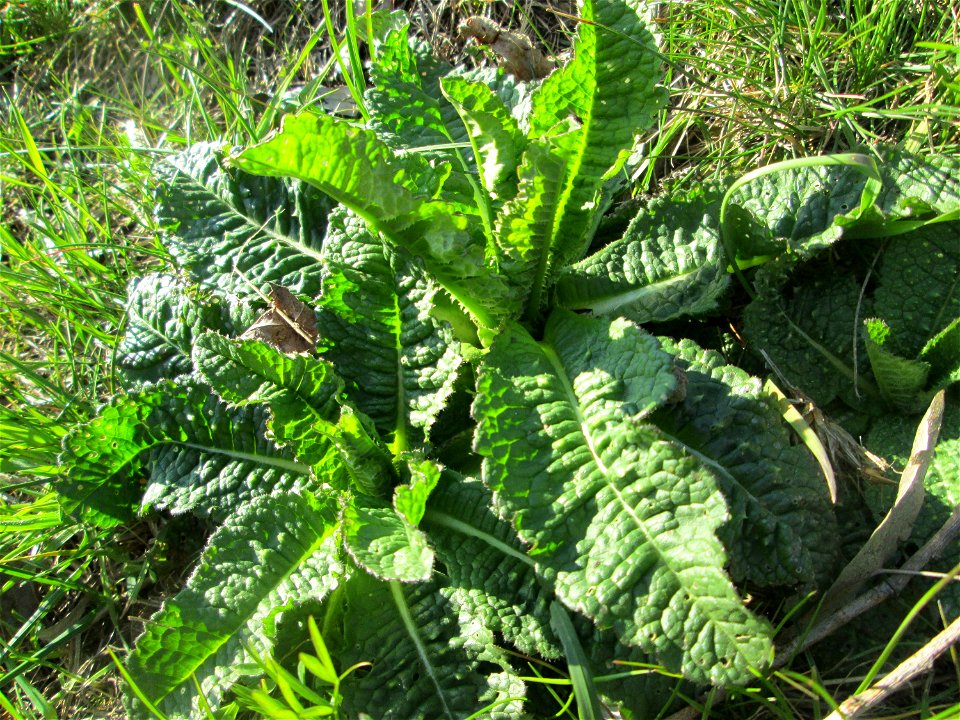 Grundblätter der Wilden Karde (Dipsacus fullonum) am Osthafen Saarbrücken