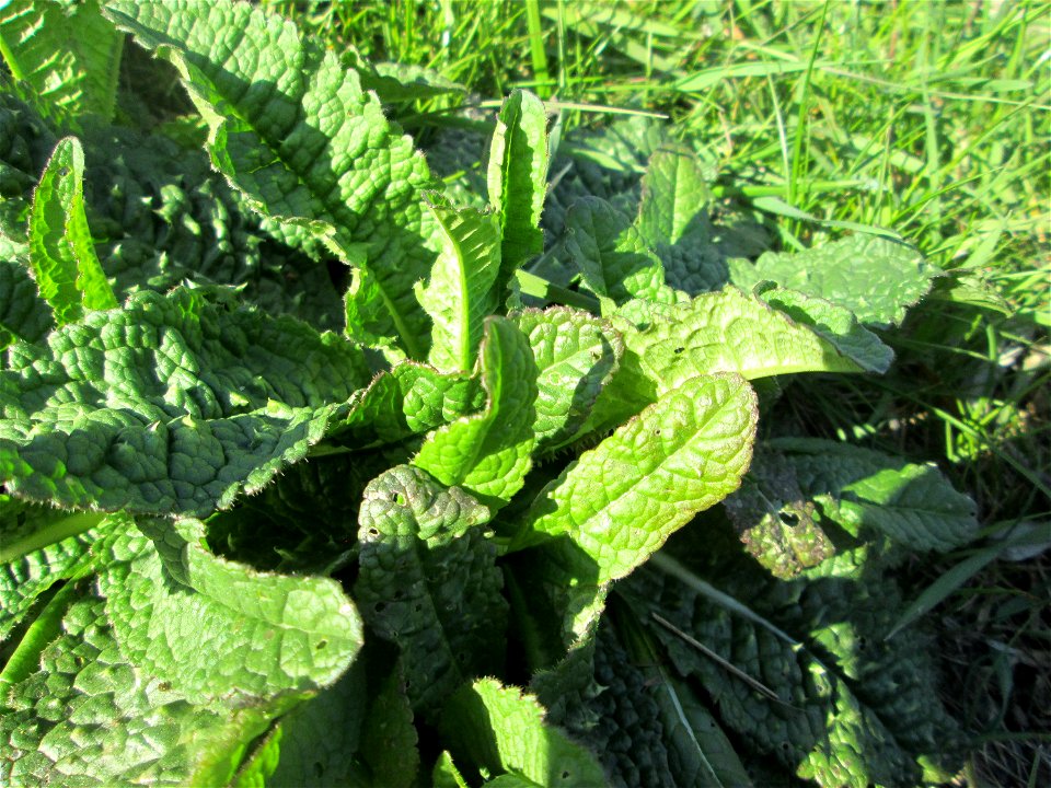 Grundblätter der Wilden Karde (Dipsacus fullonum) am Osthafen Saarbrücken