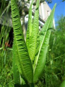 Wilde Karde (Dipsacus fullonum) an der Saar in Saarbrücken