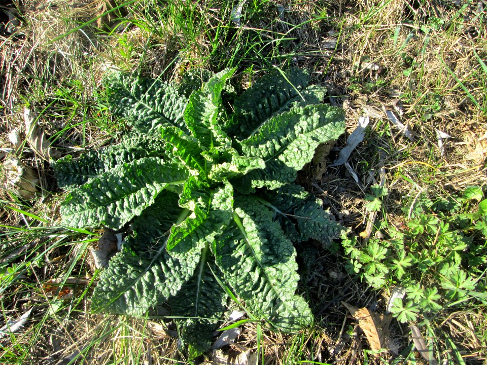 Grundblätter der Wilden Karde (Dipsacus fullonum) am Osthafen Saarbrücken
