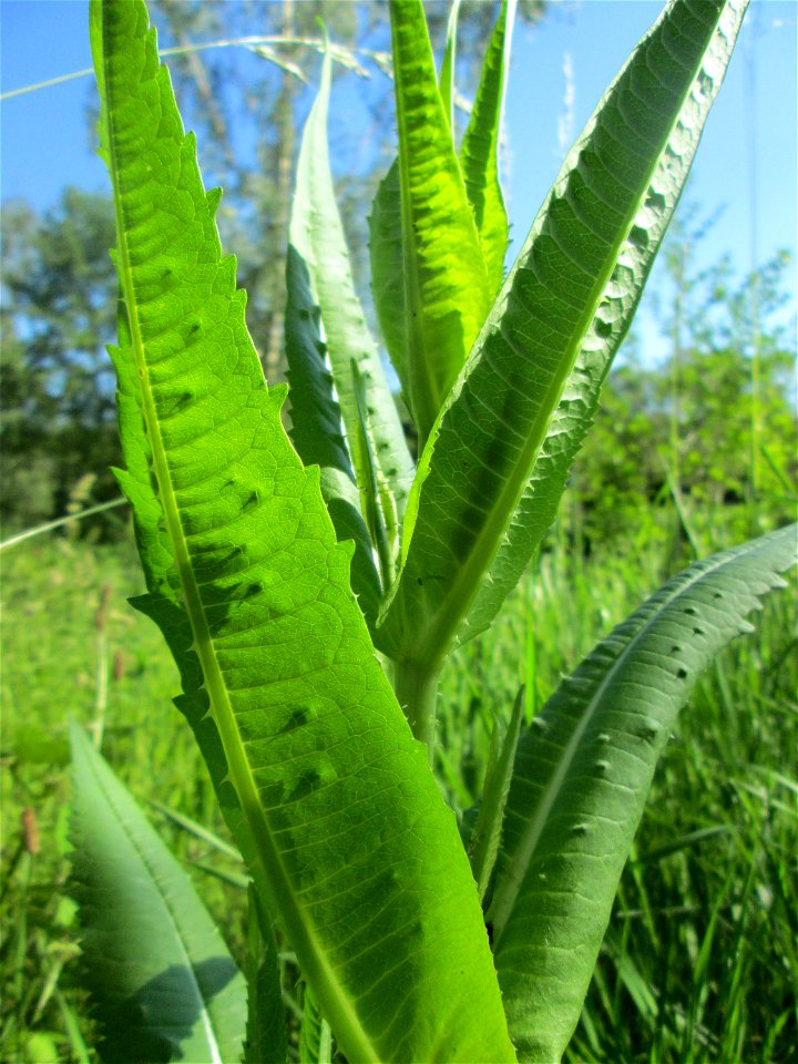 Wilde Karde (Dipsacus fullonum) an der Saar in Saarbrücken