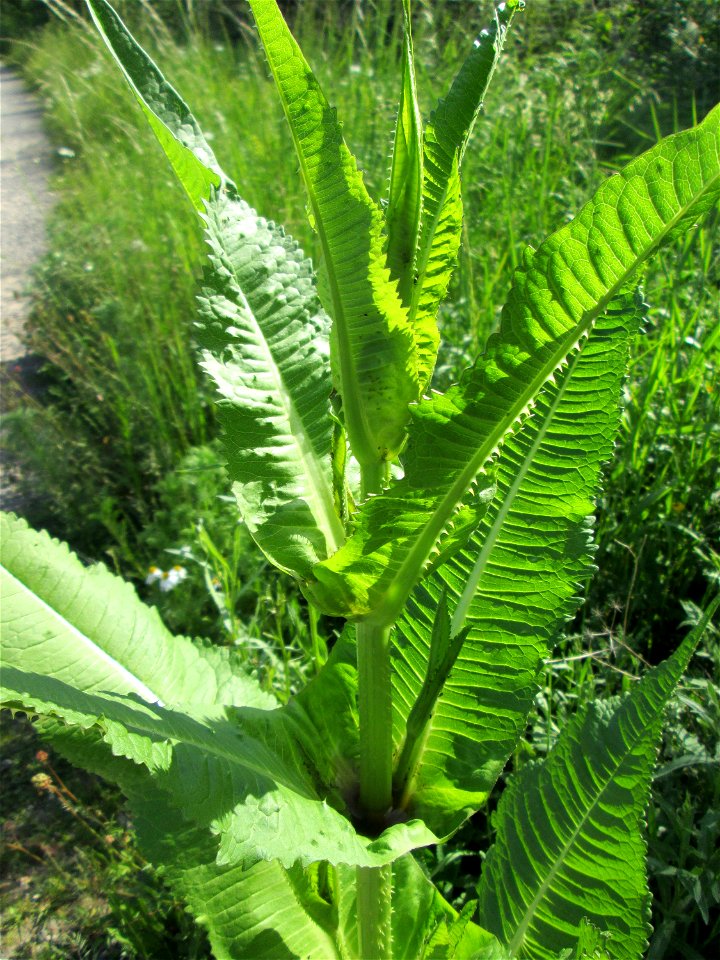 Wilde Karde (Dipsacus fullonum) am Osthafen Saarbrücken