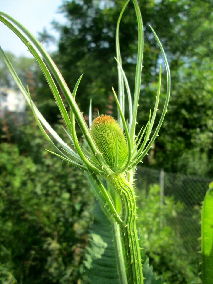 Wilde Karde (Dipsacus fullonum) am Osthafen Saarbrücken