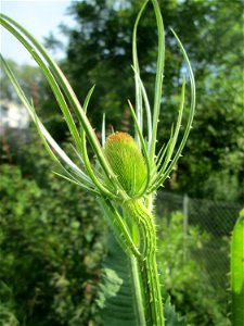 Wilde Karde (Dipsacus fullonum) am Osthafen Saarbrücken