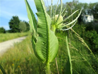 Wilde Karde (Dipsacus fullonum) am Osthafen Saarbrücken