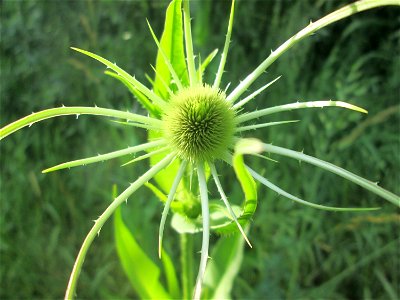 Wilde Karde (Dipsacus fullonum) am Osthafen Saarbrücken
