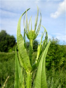 Wilde Karde (Dipsacus fullonum) am Osthafen Saarbrücken