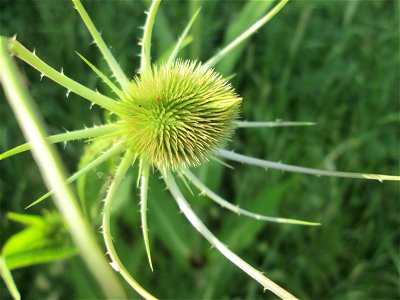 Wilde Karde (Dipsacus fullonum) am Osthafen Saarbrücken