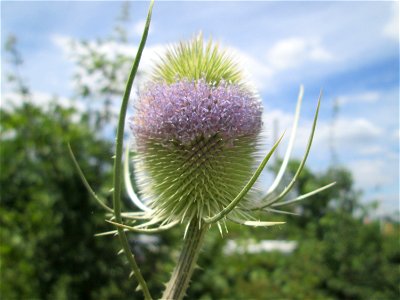 Wilde Karde (Dipsacus fullonum) am Osthafen in Saarbrücken