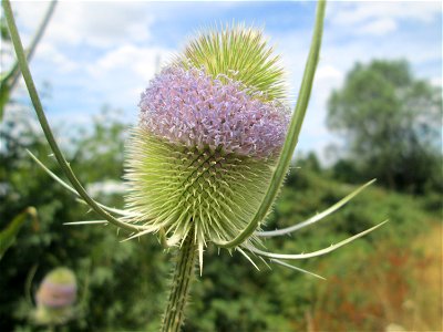 Wilde Karde (Dipsacus fullonum) am Osthafen in Saarbrücken