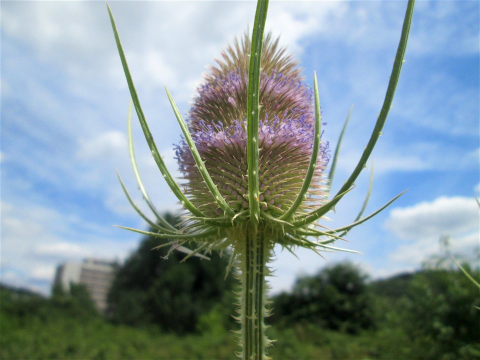 Wilde Karde (Dipsacus fullonum) am Osthafen in Saarbrücken