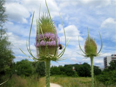 Wilde Karde (Dipsacus fullonum) am Osthafen in Saarbrücken