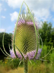 Wilde Karde (Dipsacus fullonum) am Osthafen in Saarbrücken
