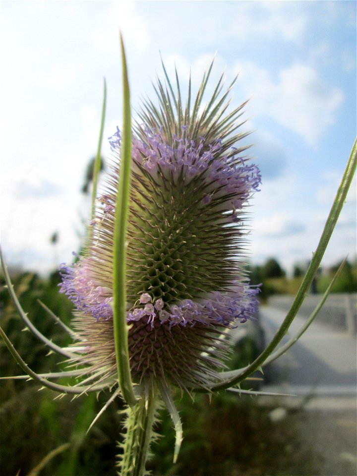 Wilde Karde (Dipsacus fullonum) am Osthafen in Saarbrücken