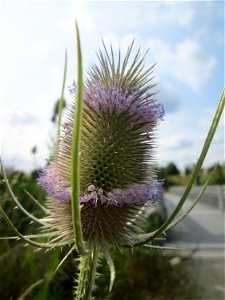 Wilde Karde (Dipsacus fullonum) am Osthafen in Saarbrücken