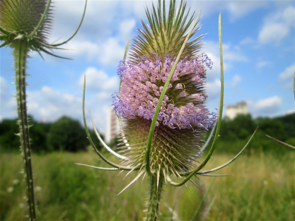 Wilde Karde (Dipsacus fullonum) am Osthafen in Saarbrücken
