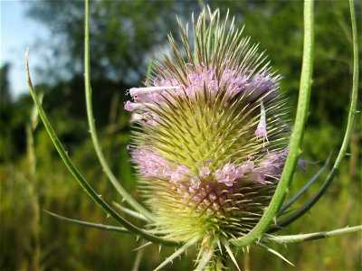 Wilde Karde (Dipsacus fullonum) in Saarbrücken