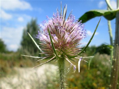 Wilde Karde (Dipsacus fullonum) in den Sankt Arnual Wiesen gegenüber vom Osthafen Saarbrücken (Außerhalb vom NSG)