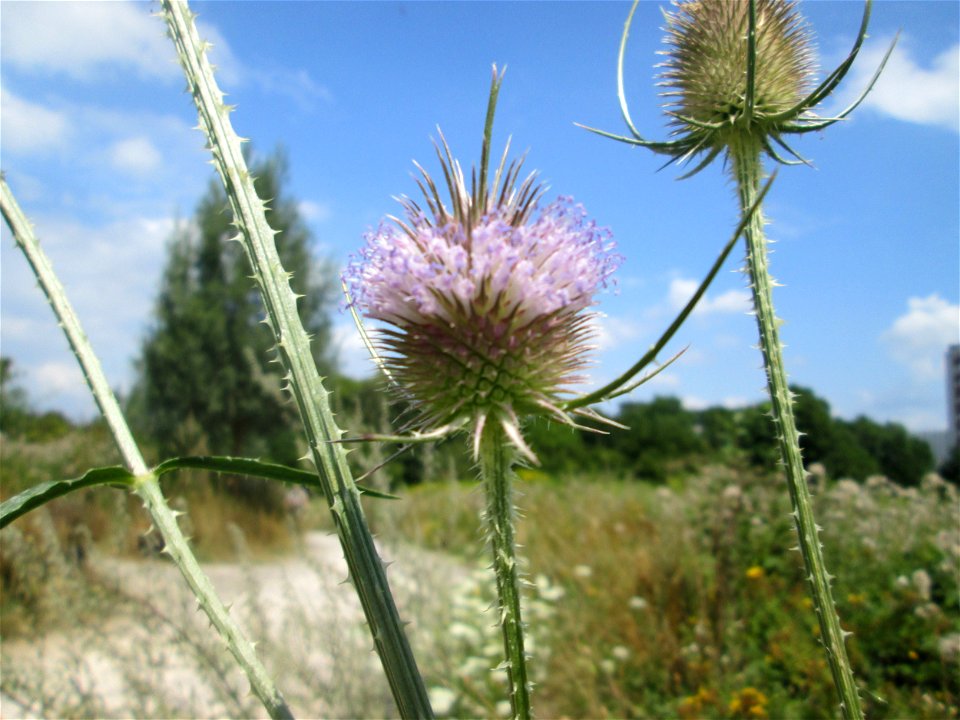 Wilde Karde (Dipsacus fullonum) in den Sankt Arnual Wiesen gegenüber vom Osthafen Saarbrücken (Außerhalb vom NSG)